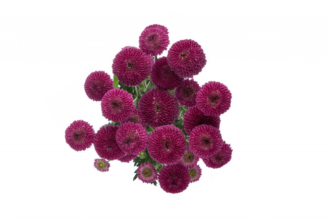 Pom MicroButton CandyCrush Pur