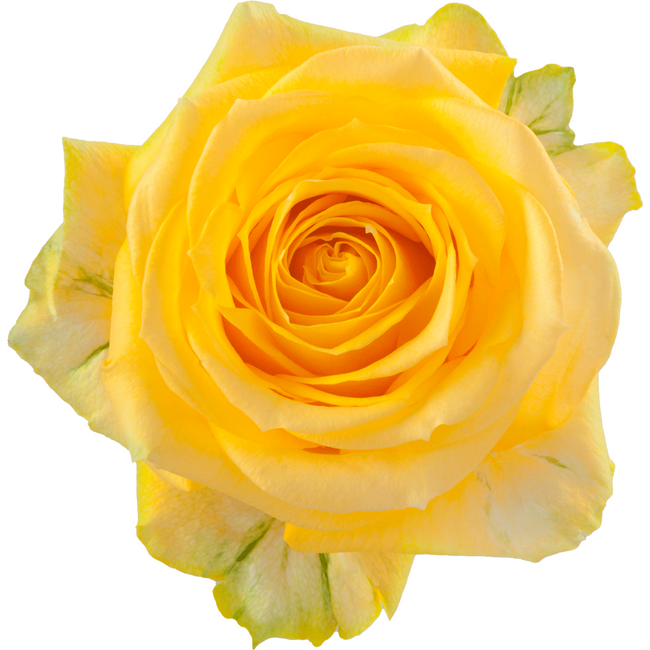 Rose Super Sun 60cm toscana