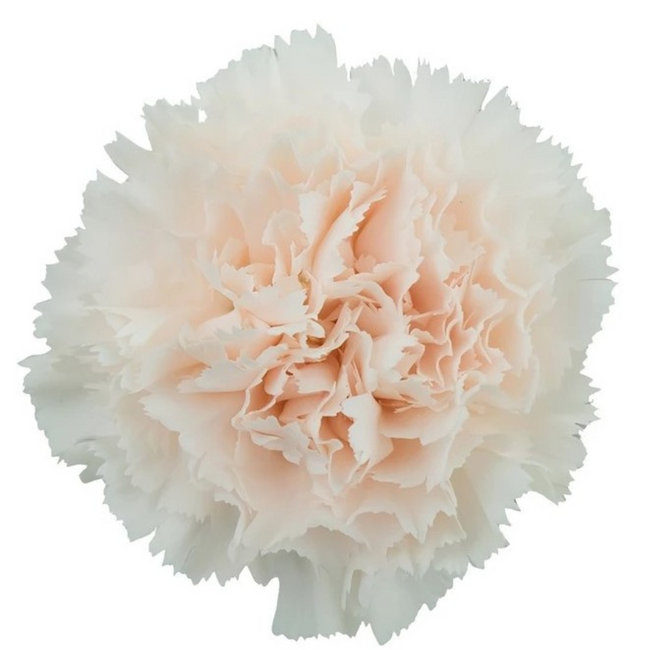 Carn Sel Brut golden