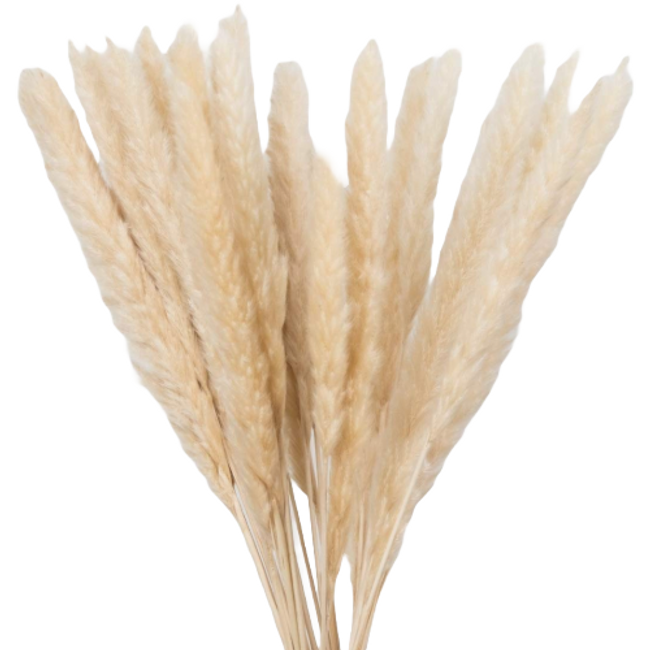 Dried Cortaderia Natural holl