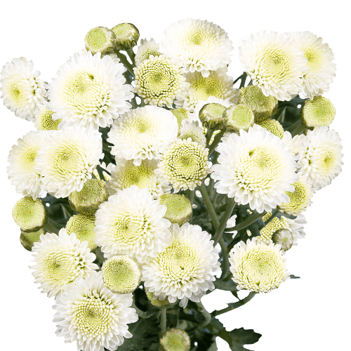 Pom Button White MarkTwain SOL