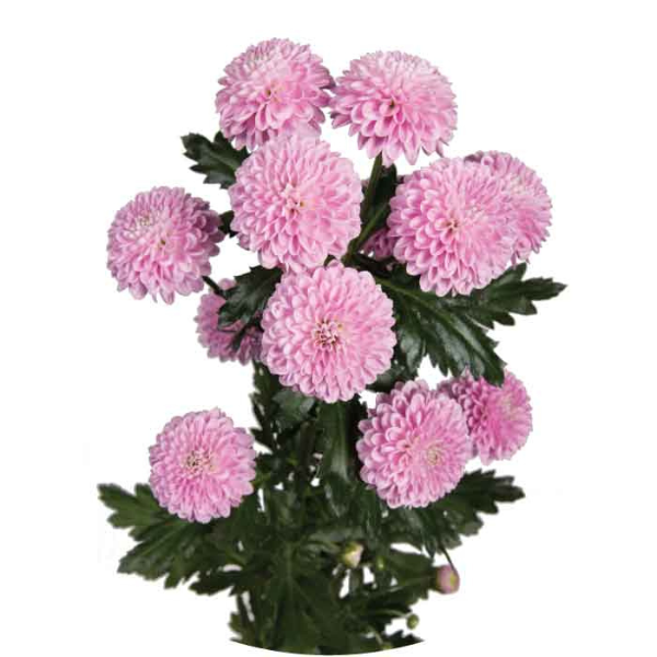 Pom Button Becky Lavender sole