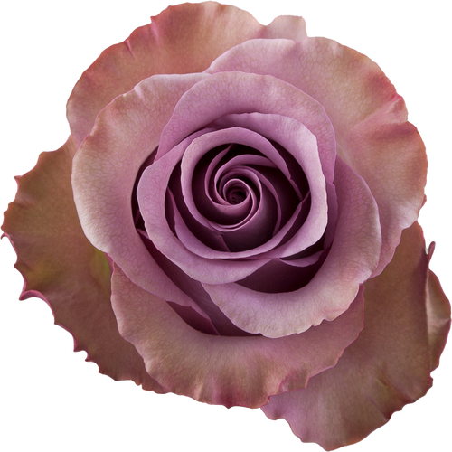 Rose Govinda 50cm Private Collection, Rio