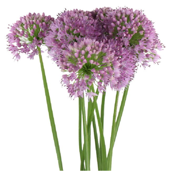 Allium Senescens holl