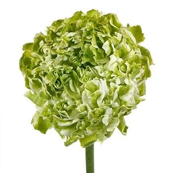 Ranunculus Pon Pon White rprim