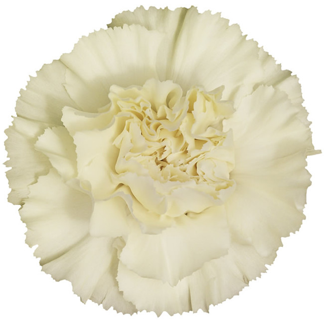 Carn Fcy Cream SOLE (25st)