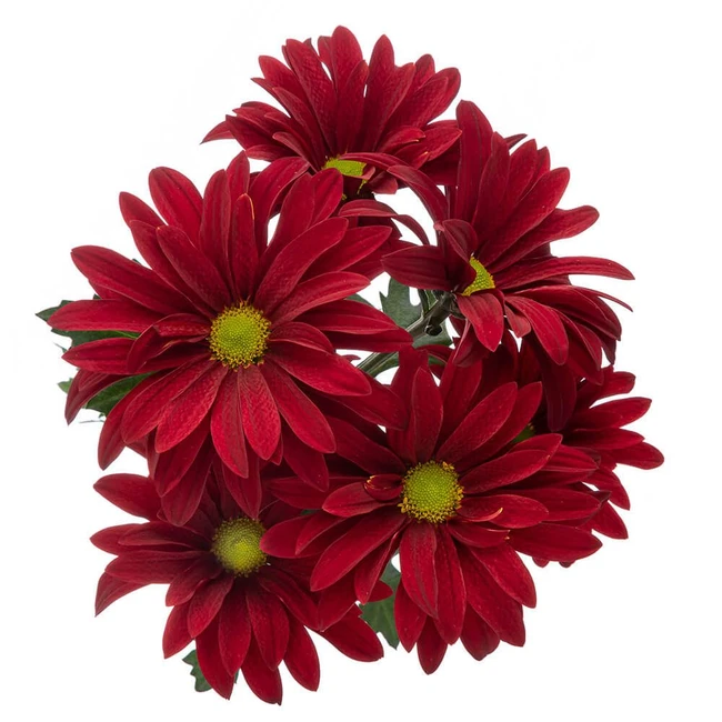 Pom Daisy Brahma(Red) SOLE
