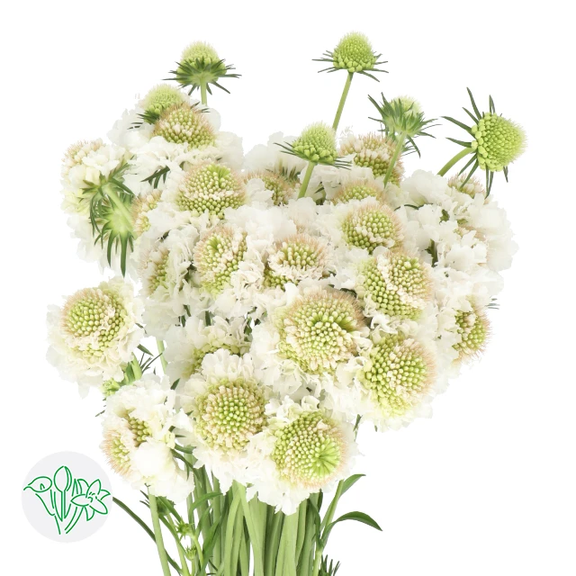 Scabiosa Focal White 50cm hole