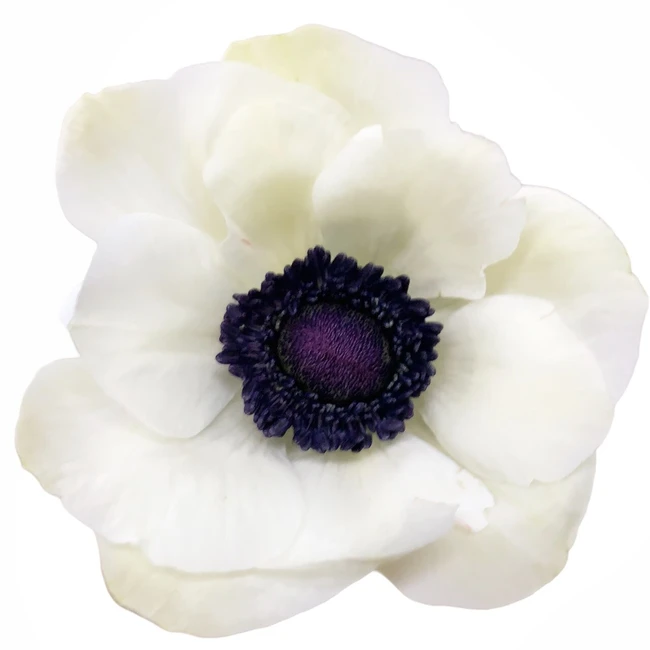 Anemone White Panda rio supsel