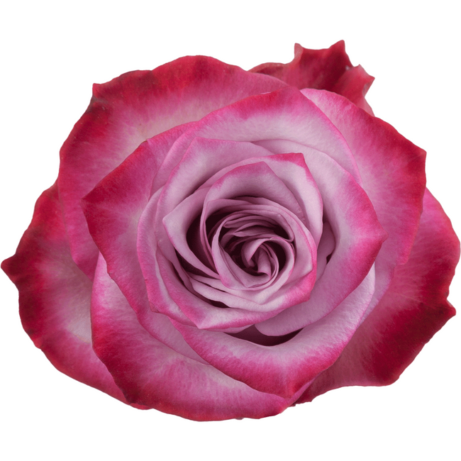 Rose Deep Purple 60cm toscana