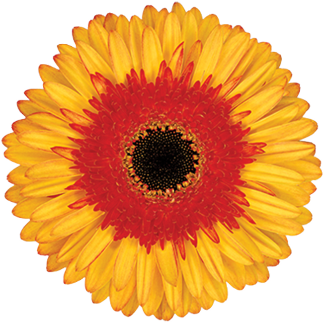 Gerber Candy Corn can.