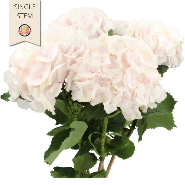 Hydrangea Sweet Verena holl(ST