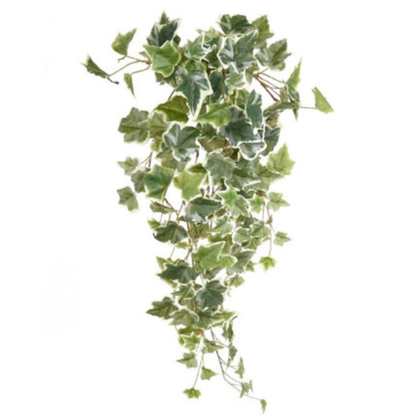 Tree Ivy Varigated regional