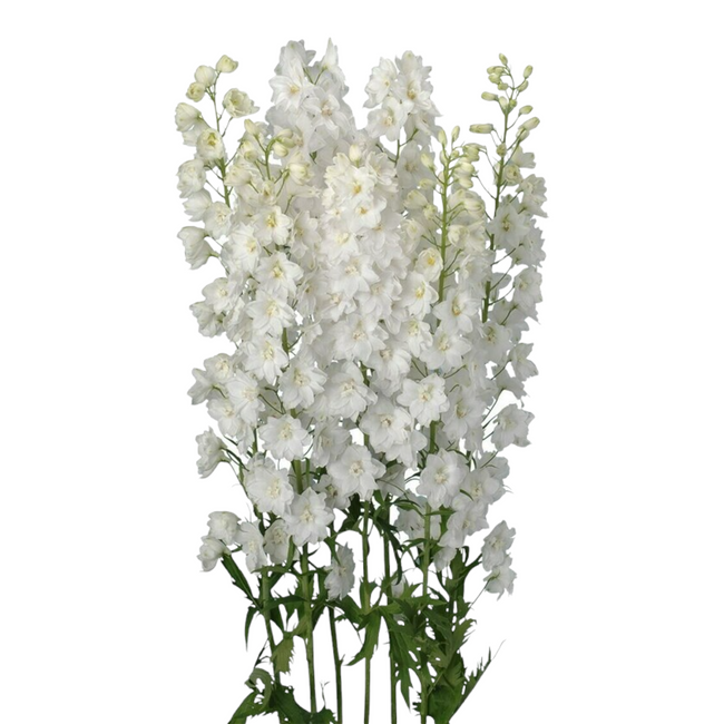 Delph White Hybrid 60cm toscan