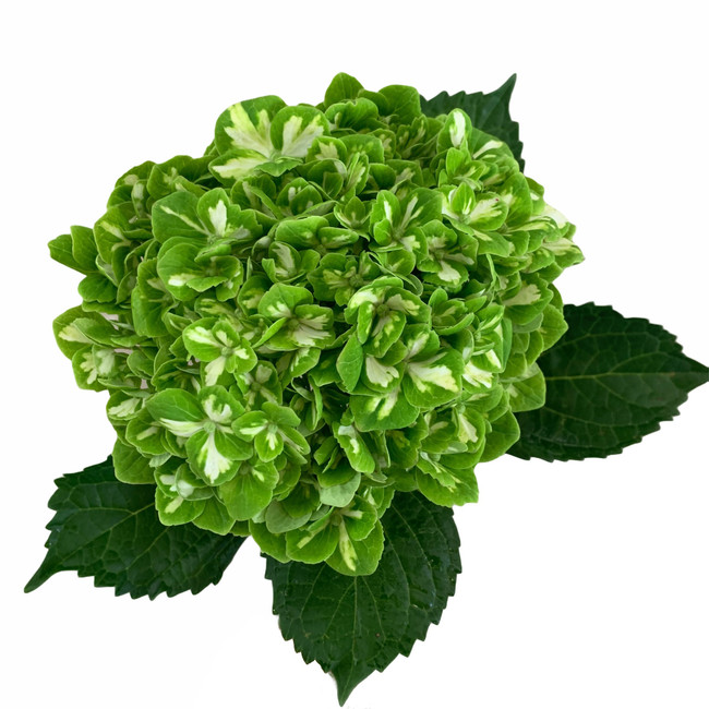 Hydrangea Green Emerald tessa(