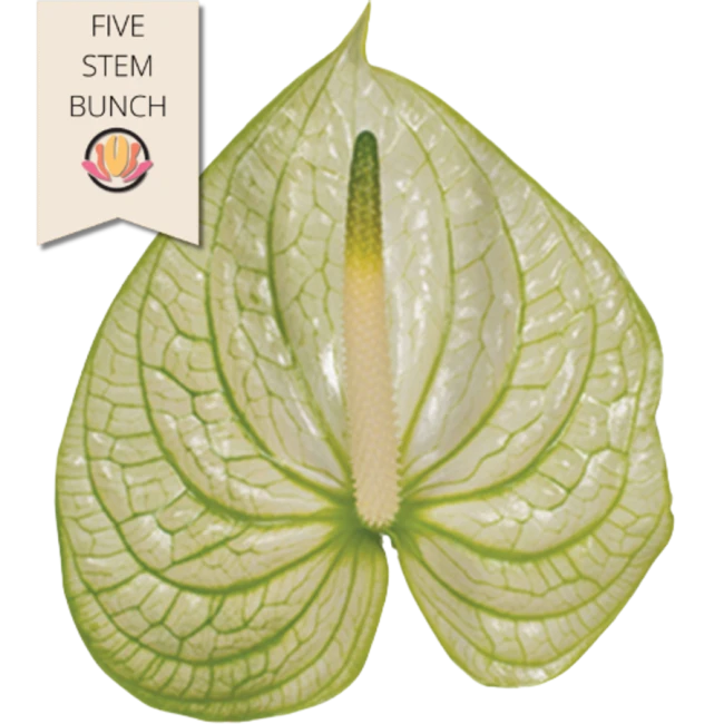 Anthurium Extase Medium (x5 stems) canada