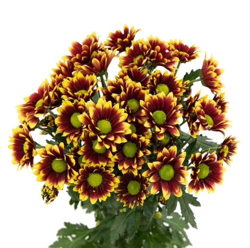 Pom Daisy Kadanz RIO