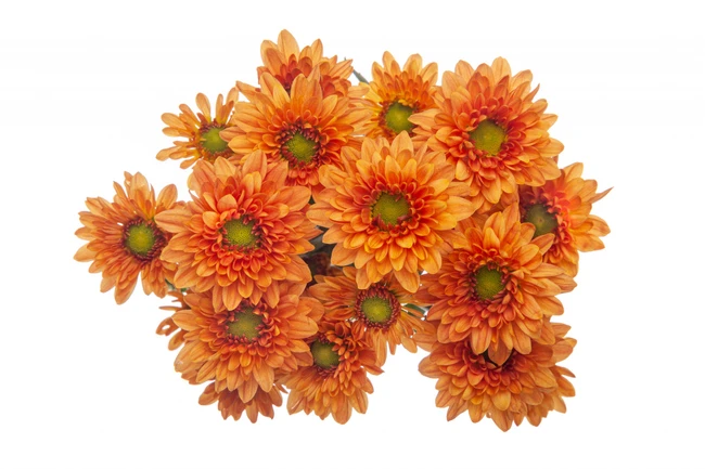 Pom MicroDaisy Pancras SOLE