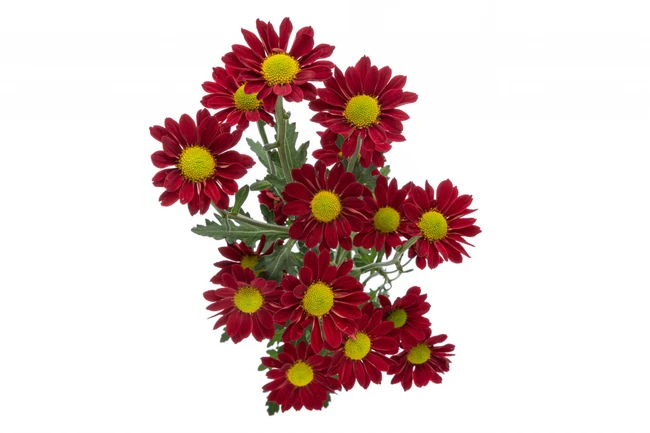 Pom MicroDaisy Picante(Red) SO