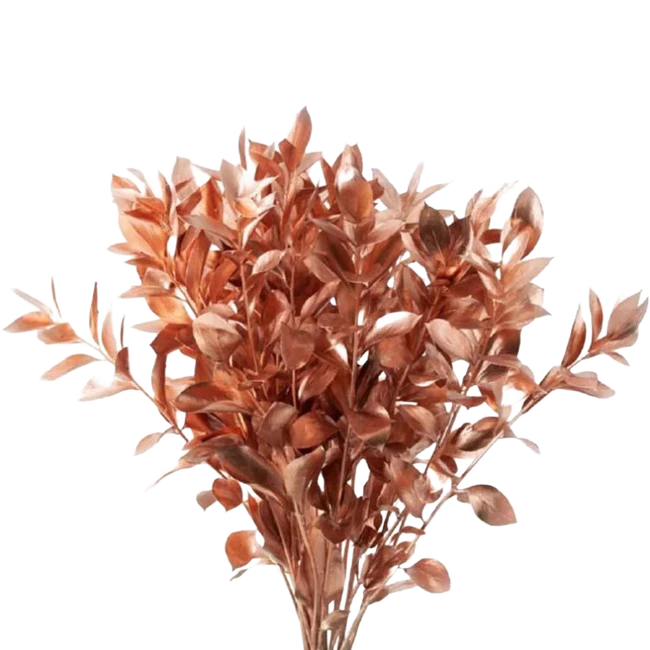 Israeli Ruscus Copper holl
