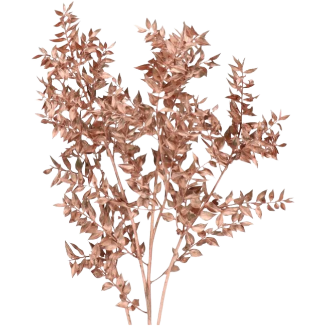Dried Italian Ruscus Copper ho