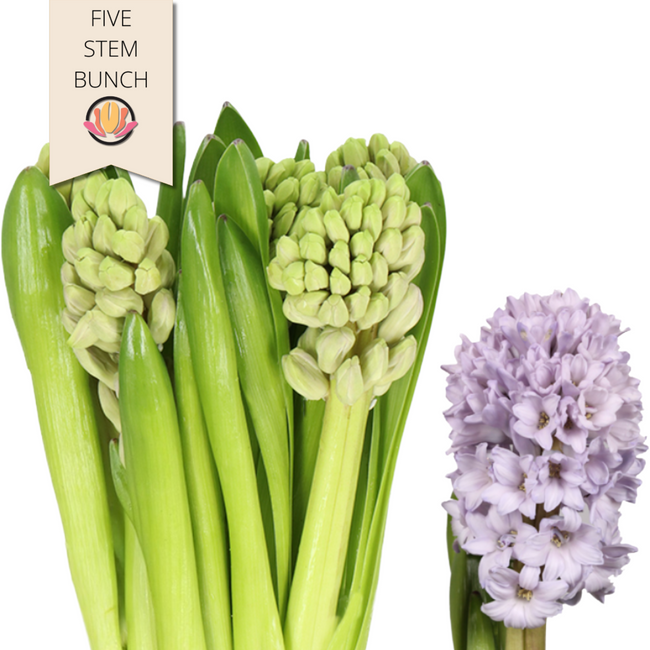 Hyacinth Lavender holl