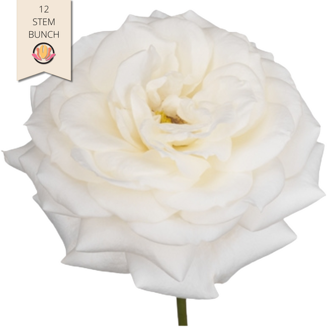 RoseGarden Alabaster White fre