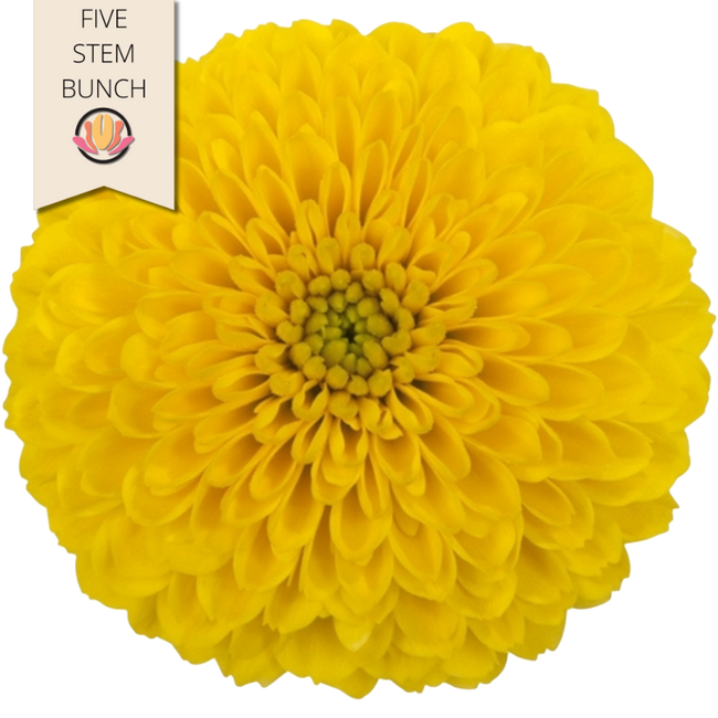 Mum Disbud Balls Yellow Totumo