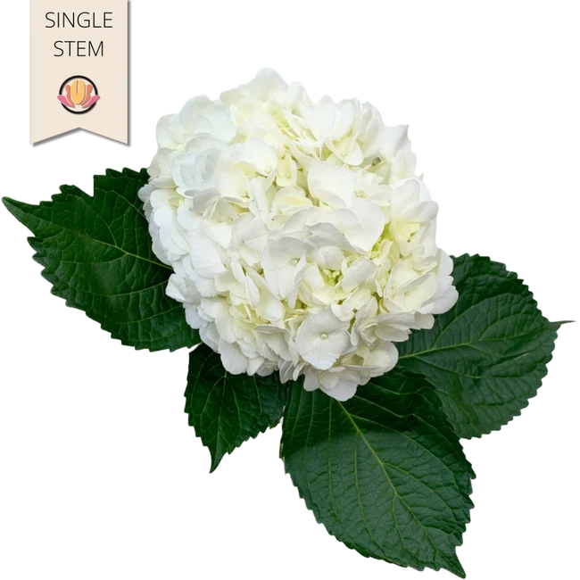 Hydrangea White cont(STEM)