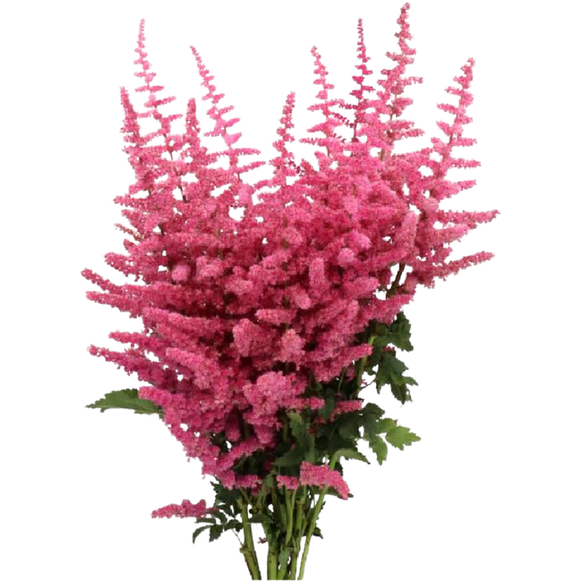 Astilbe Loud&Proud holl
