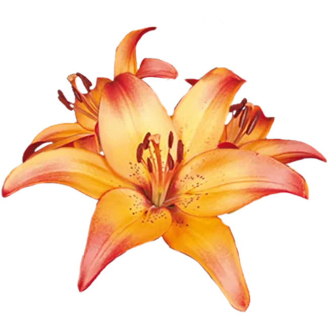 Lily LA Royal Sunset CANADA