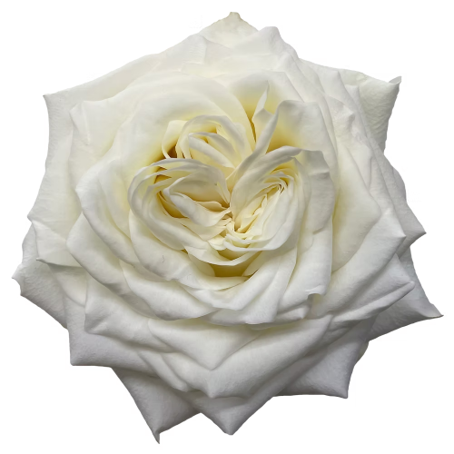 Rose Candelight 50cm florecal