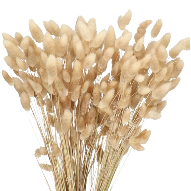 Dried Lagurus Natural holex