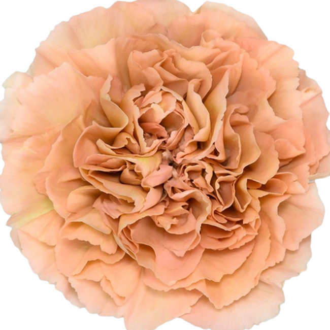 Carn. Sel. Honey sole