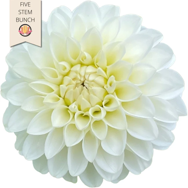 Dahlia White local(5st)