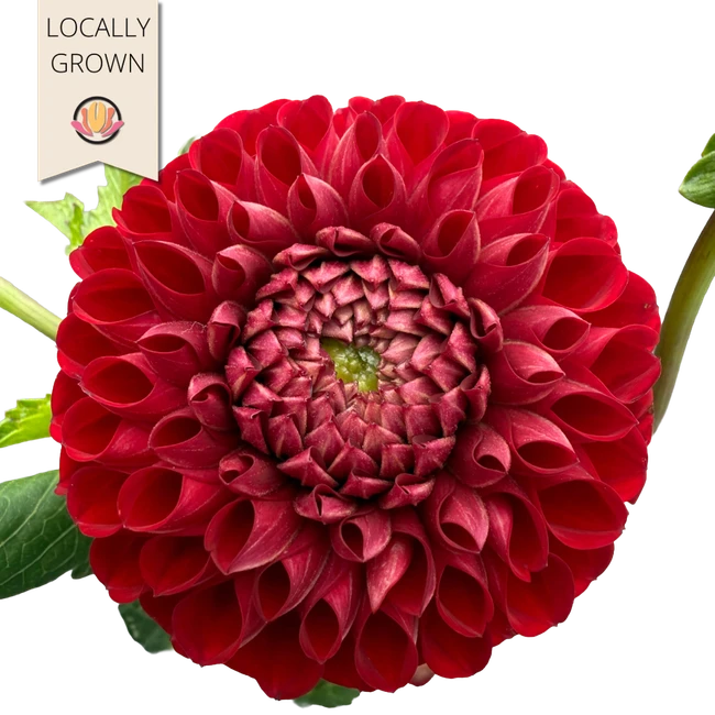 Dahlia Red local(5st)