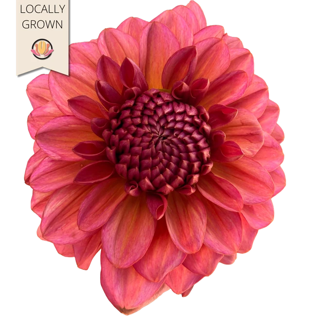 Dahlia Salmon local(5st)