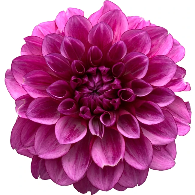 Dahlia Purple local(5st)