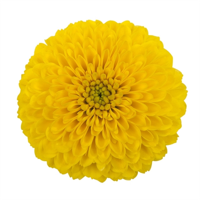 Mum Disbud Ball Yellow bmark