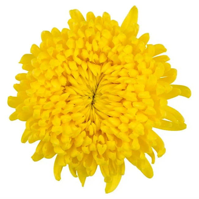 Mum Cremons Astroid bmark