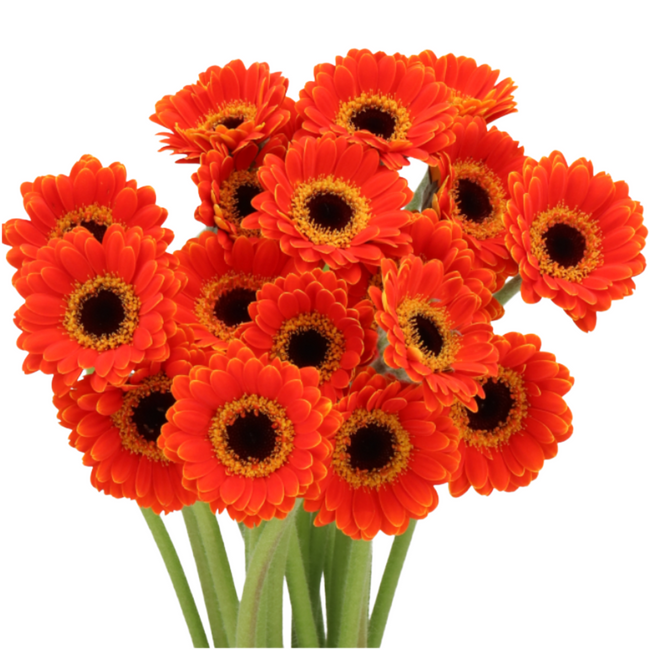 Germini Piccolini Power holl (x 20 st)