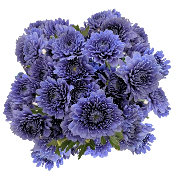 Pom Cush BluOcean Jade FRESCA