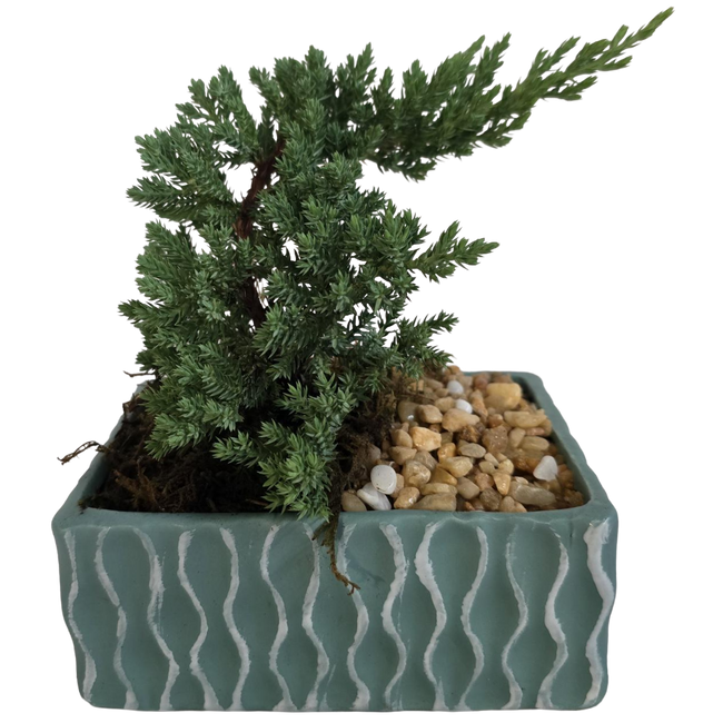 6" Bonsai