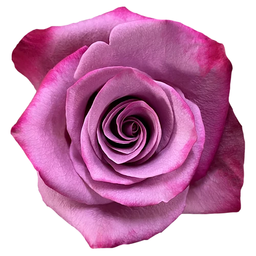 Rose Violet Hill 80cm florecal