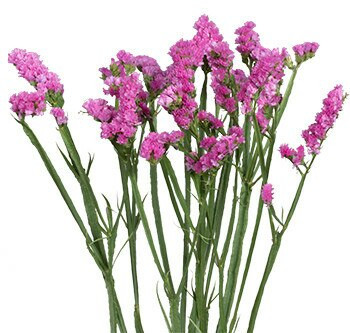 Statice Pink rio sel