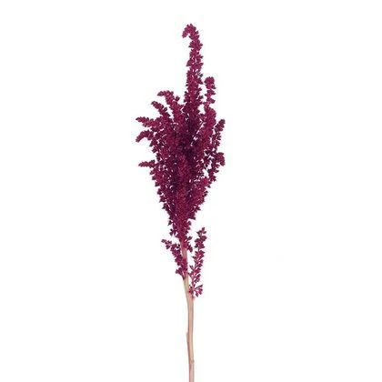 Amaranthus Red Upright mellano