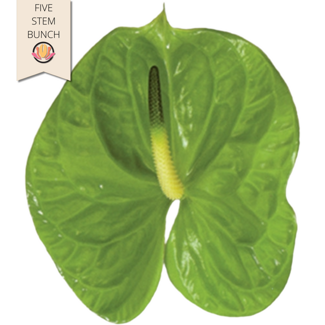Anthurium Green Small (x5 stems) canada