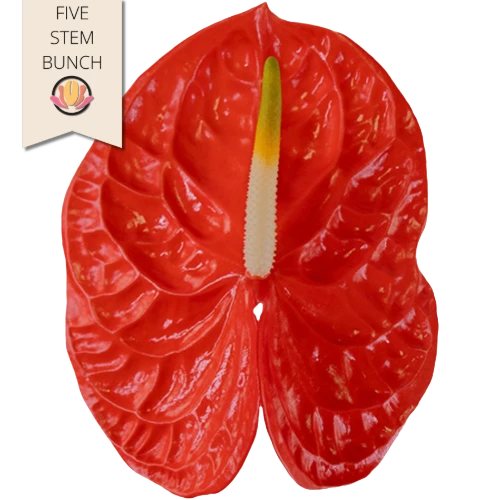 Anthurium Suneye Large rosaflo