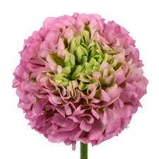 Ranunculus Pon Pon Lavender rp