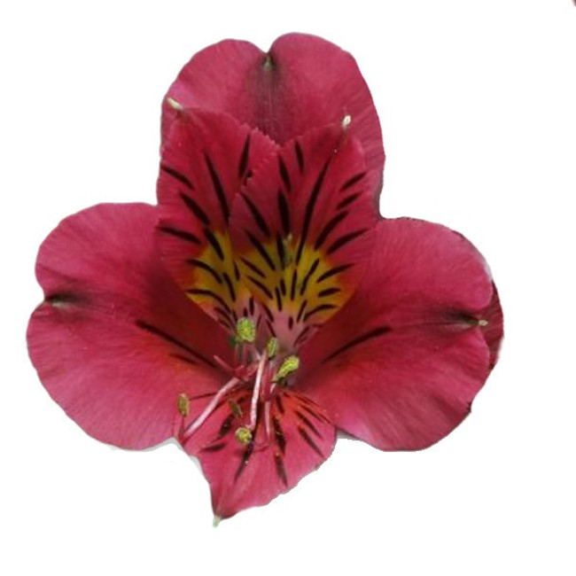 Alstro Sel Burgundy GLDN